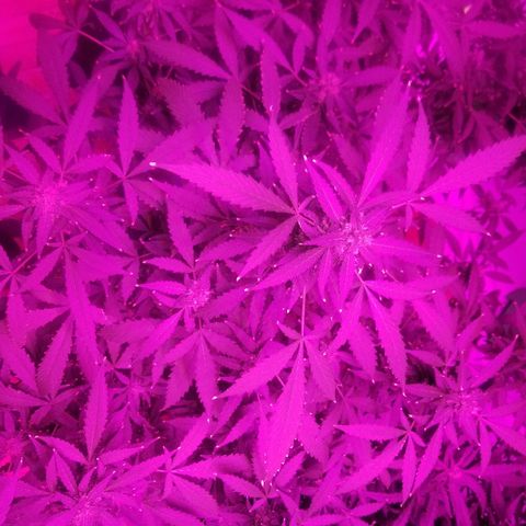 Kracken #1 growlog timeline photo