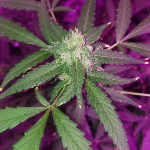 Kracken #1 growlog timeline photo