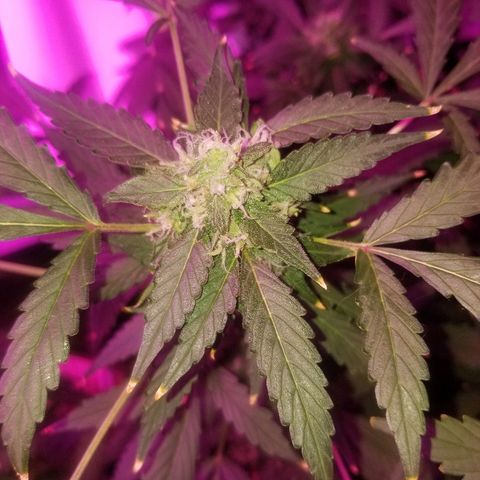 Kracken #1 growlog timeline photo