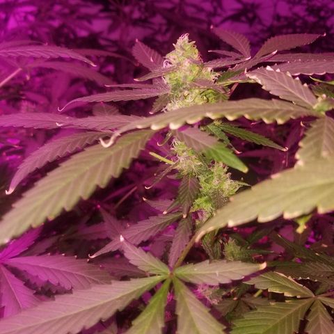 Kracken #1 growlog timeline photo