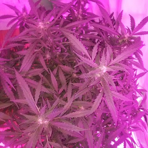Kracken #2 growlog timeline photo