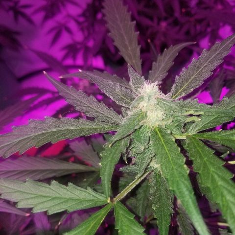 Kracken #2 growlog timeline photo