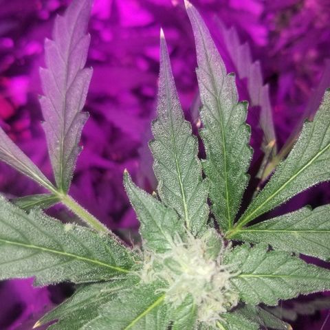 Kracken #2 growlog timeline photo