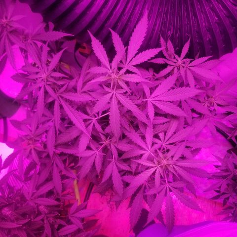 G14 #1 growlog timeline photo