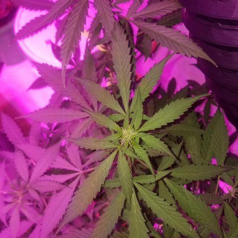 G14 #1 growlog timeline photo