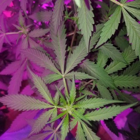 G14 #1 growlog timeline photo