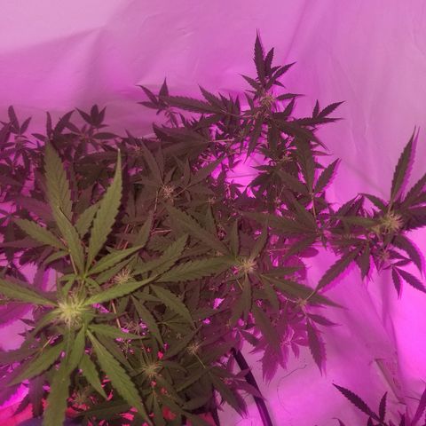 Do Si Dos Auto growlog timeline photo