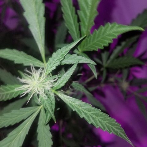 Do Si Dos Auto growlog timeline photo
