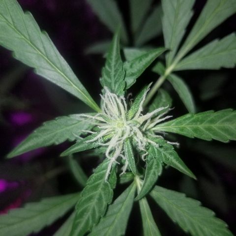 Do Si Dos Auto growlog timeline photo