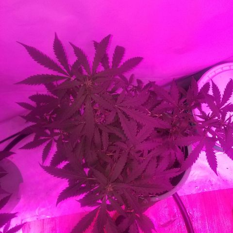 Bam Bam #2 growlog timeline photo