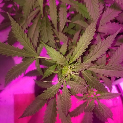 Bam Bam #2 growlog timeline photo