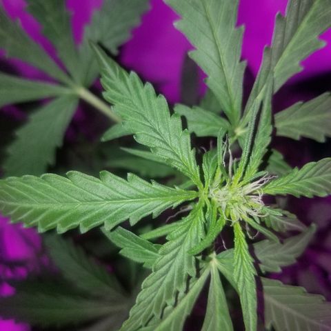 Bam Bam #2 growlog timeline photo