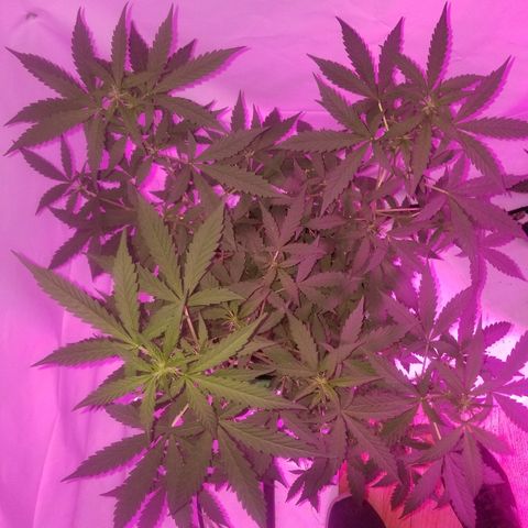 Bam Bam #1 growlog timeline photo