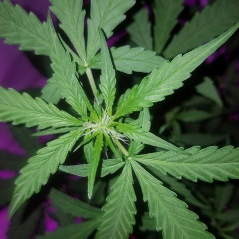 Bam Bam #1 growlog timeline photo