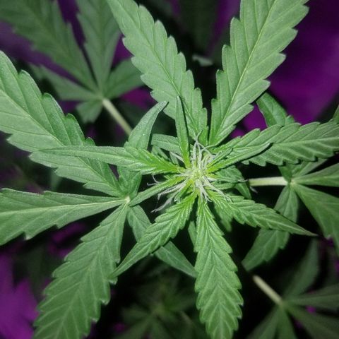 Bam Bam #1 growlog timeline photo