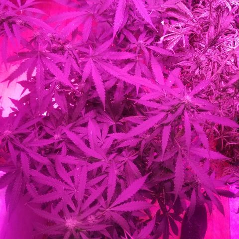 Bam Bam #3 growlog timeline photo