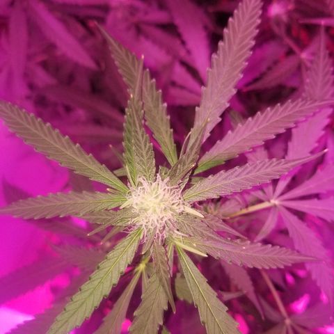 Bam Bam #3 growlog timeline photo