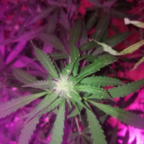 Bam Bam #3 growlog timeline photo