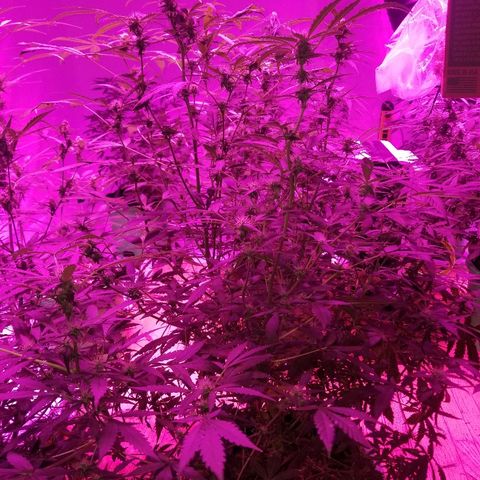 Bitchen Camaro  growlog timeline photo