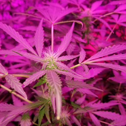 Bitchen Camaro  growlog timeline photo