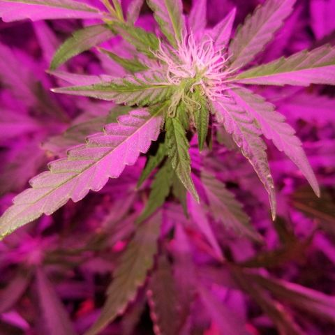 Bitchen Camaro  growlog timeline photo