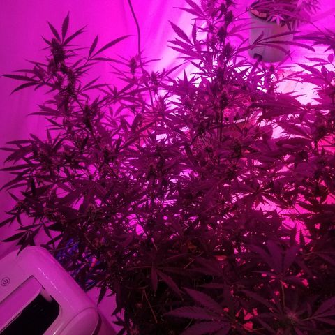 White widow  #1 growlog timeline photo