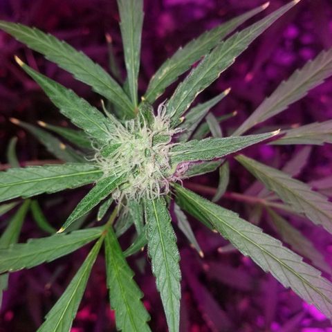 White widow  #1 growlog timeline photo