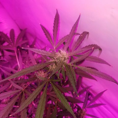 White widow  #1 growlog timeline photo
