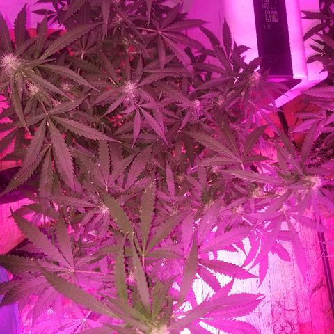 Bam Bam #3 growlog timeline photo