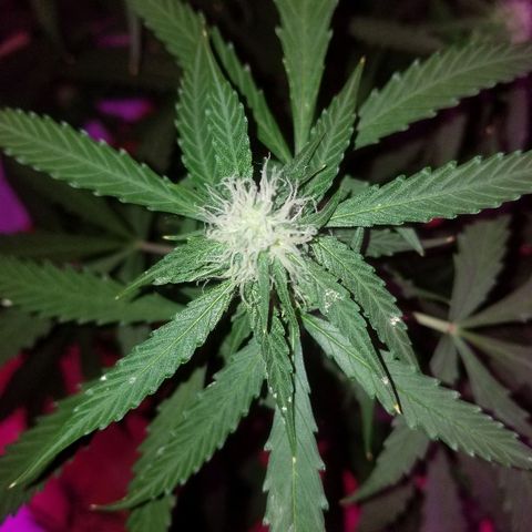 Bam Bam #3 growlog timeline photo