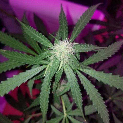 Bam Bam #3 growlog timeline photo