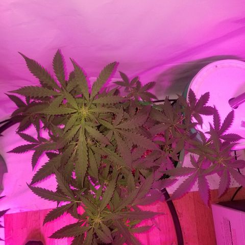 Bam Bam #2 growlog timeline photo