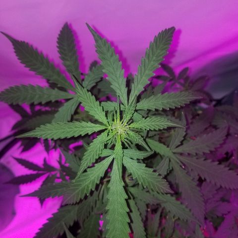 Bam Bam #2 growlog timeline photo