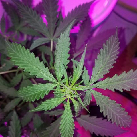 Bam Bam #2 growlog timeline photo
