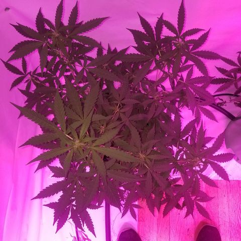 Bam Bam #1 growlog timeline photo