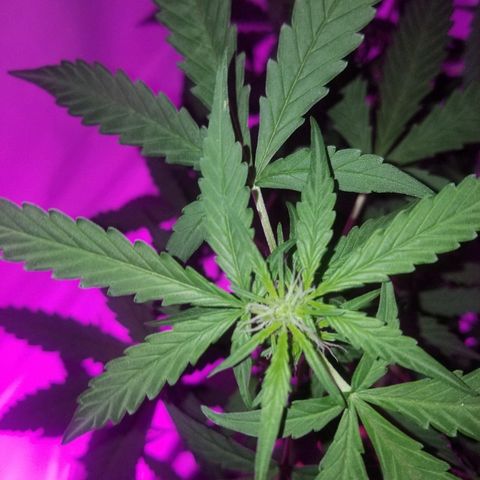 Bam Bam #1 growlog timeline photo
