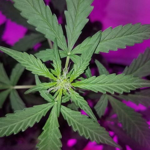 Bam Bam #1 growlog timeline photo