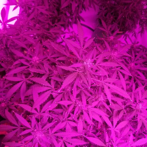 Kracken #1 growlog timeline photo