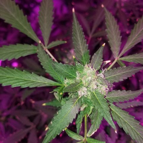 Kracken #1 growlog timeline photo
