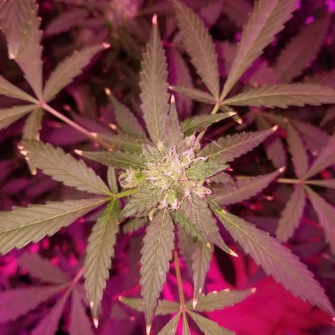 Kracken #1 growlog timeline photo