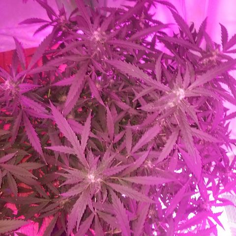 Kracken #2 growlog timeline photo