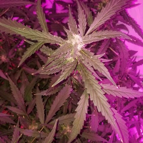 Kracken #2 growlog timeline photo