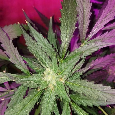 Kracken #2 growlog timeline photo