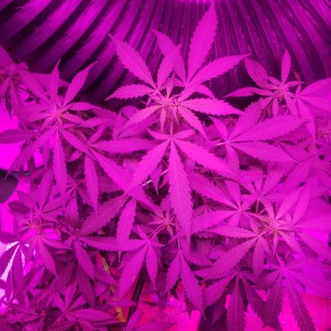 G14 #1 growlog timeline photo