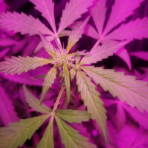 G14 #1 growlog timeline photo