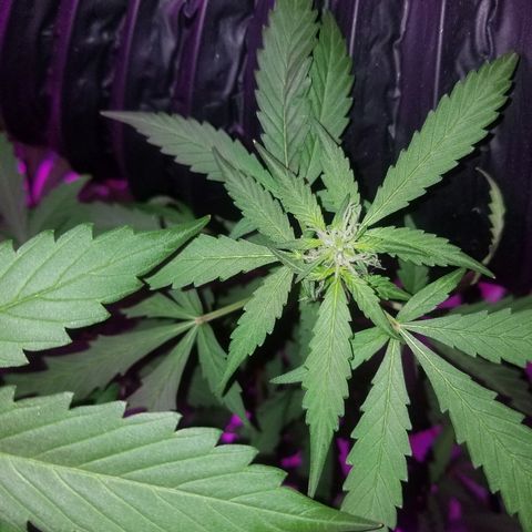 G14 #1 growlog timeline photo