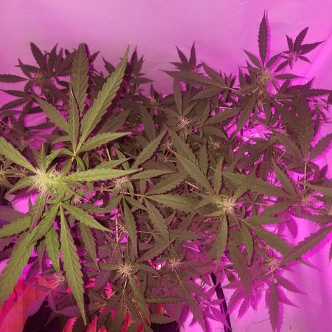 Do Si Dos Auto growlog timeline photo