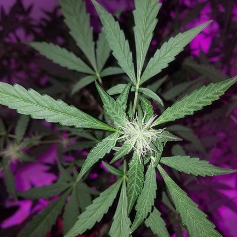Do Si Dos Auto growlog timeline photo