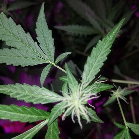 Do Si Dos Auto growlog timeline photo