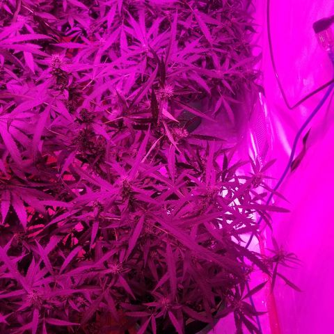 Bubblegum breath  #2 growlog timeline photo